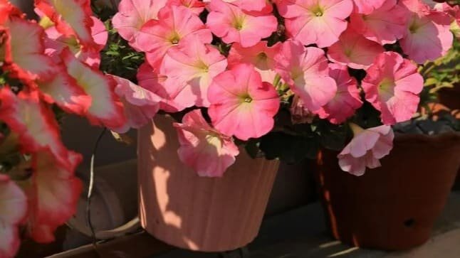 Terrazzo fiorito in primavera