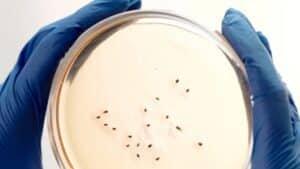 Oltre il veleno. Come virus, batteri e archei ridefiniscono i confini della vita
